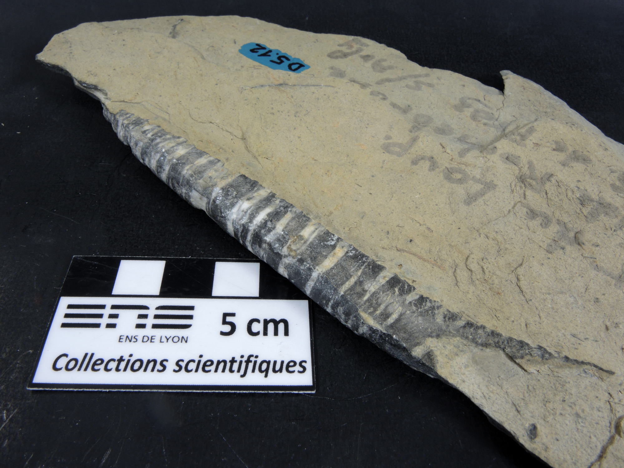 Bélemnite tronquée Bélemnite tronquée Alpes  Praz sur Arly Le Saut du Loup